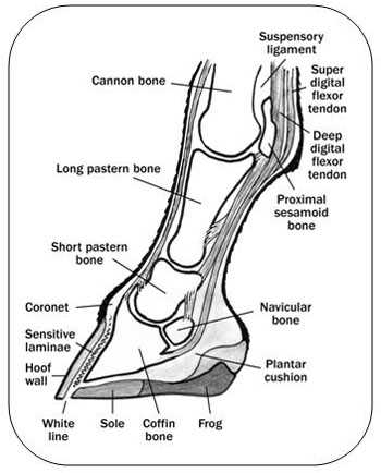 parts of the horse hoof diagram