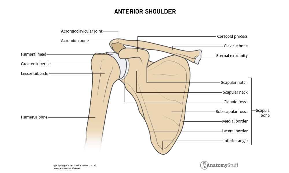 shoulder parts diagram