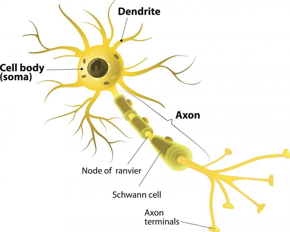 parts of a neuron diagram