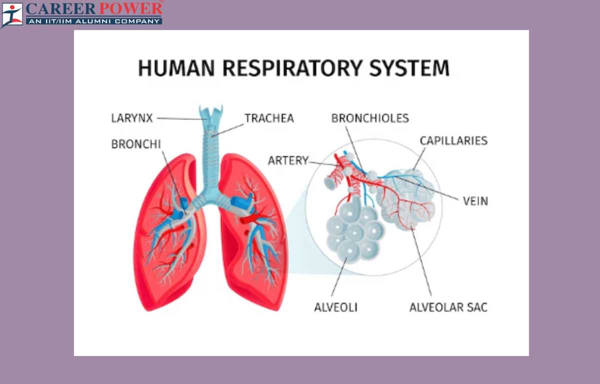 parts of respiratory system diagram