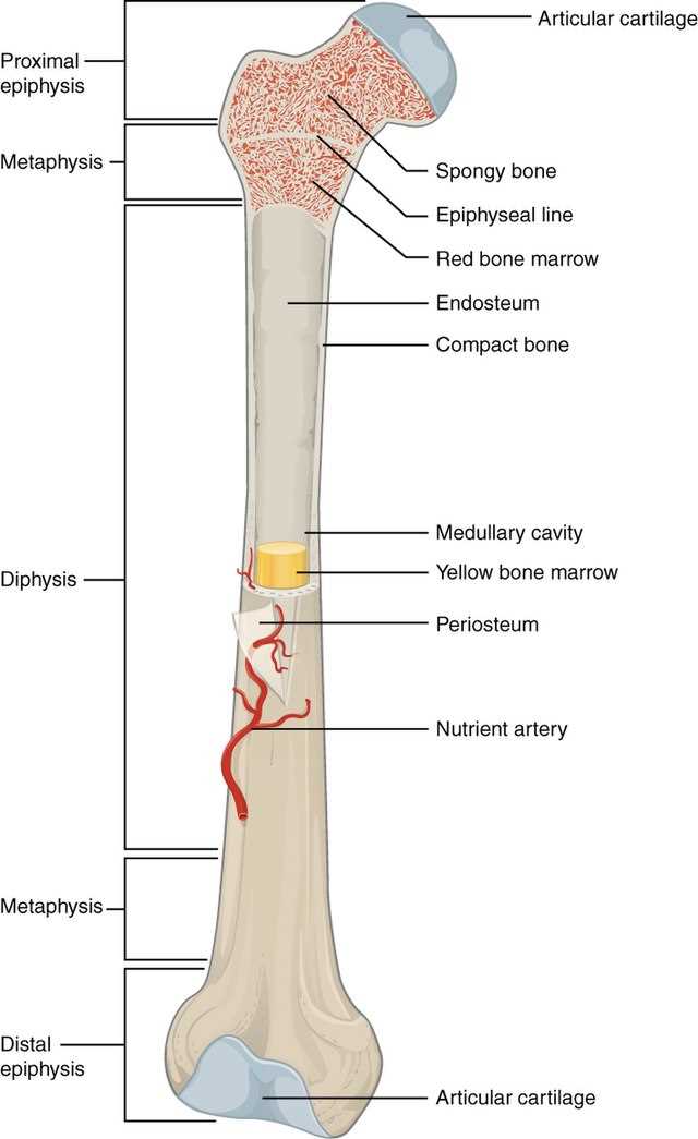 parts of the bone diagram