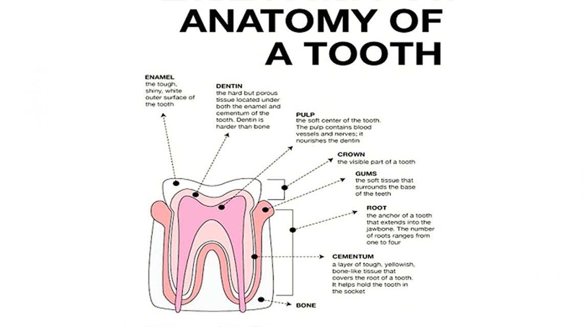 parts of tooth diagram