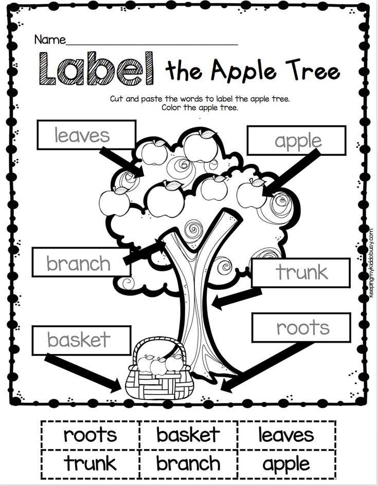 parts of an apple tree diagram