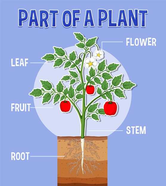 diagram showing parts of a flower