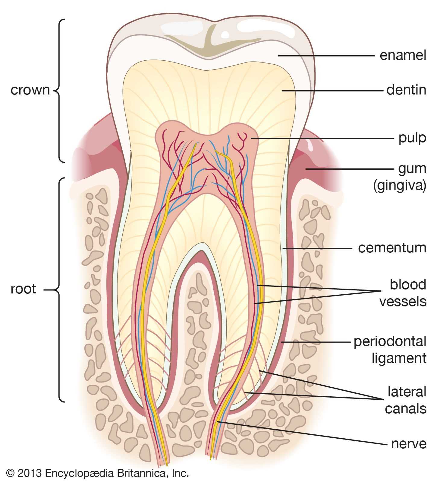 parts of mouth diagram