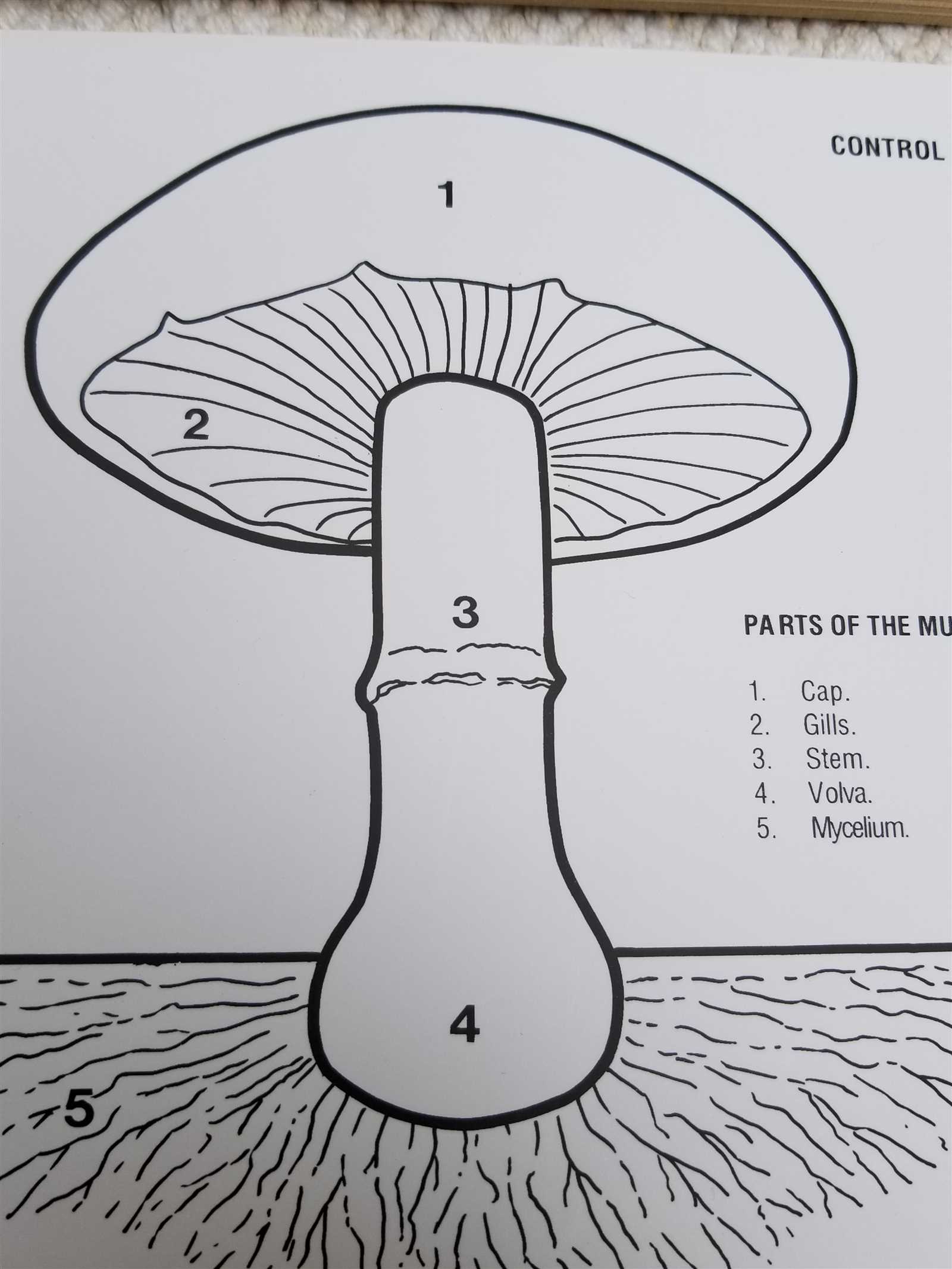 parts of mushroom diagram