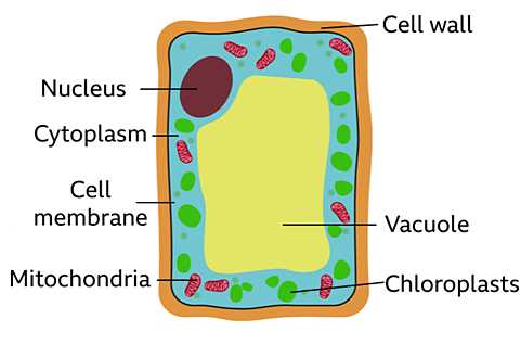 parts of a cell diagram quiz