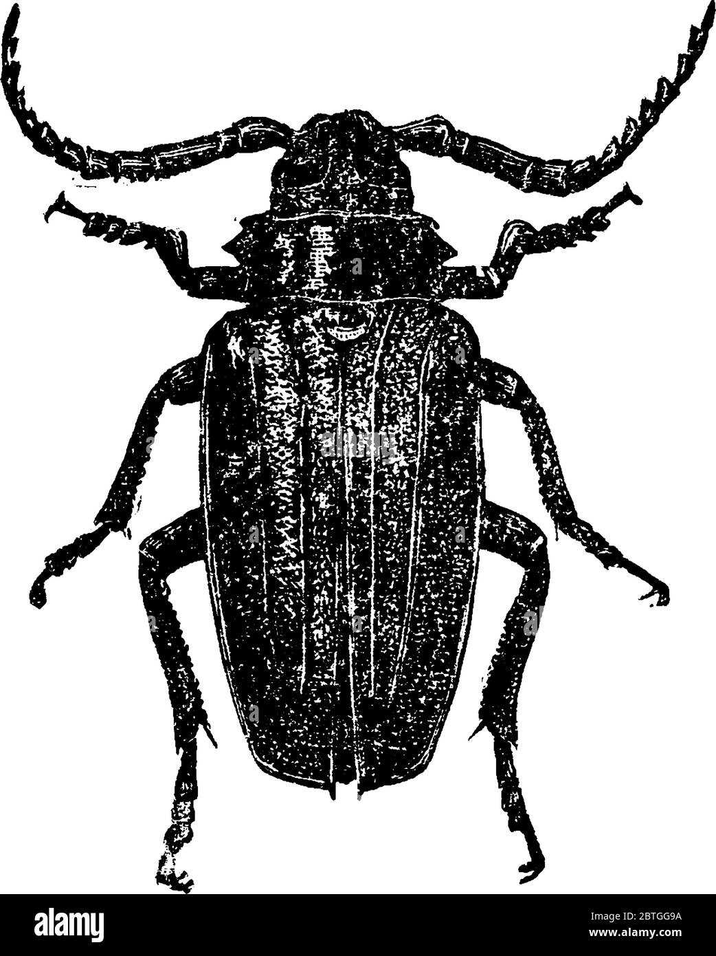 beetle body parts diagram