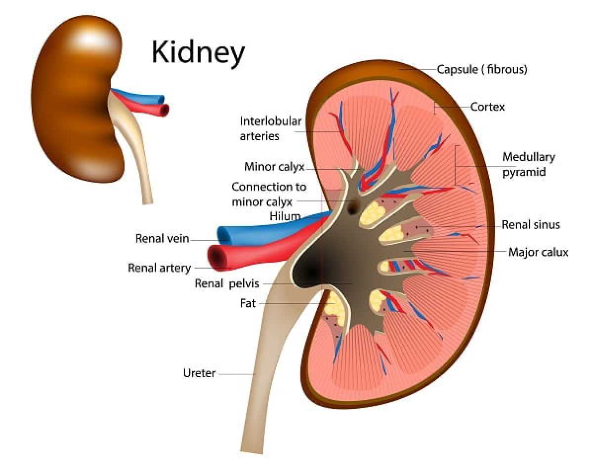 kidney diagram with parts