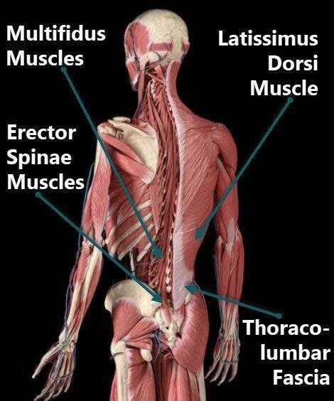 spine parts diagram