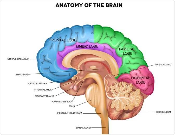 brain diagram with all parts