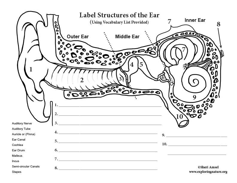 parts of the ear diagram to label