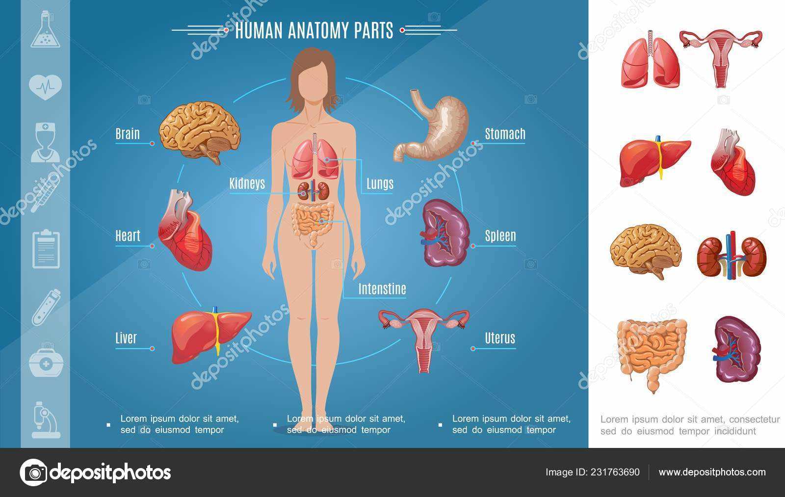 body parts diagram woman