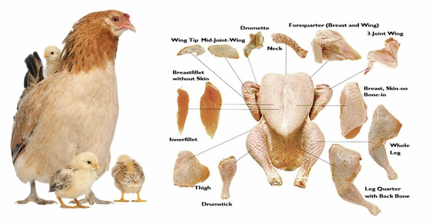 chicken meat parts diagram