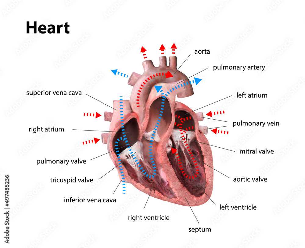 parts of blood diagram