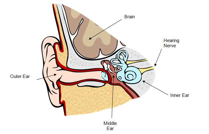 parts of the external ear diagram