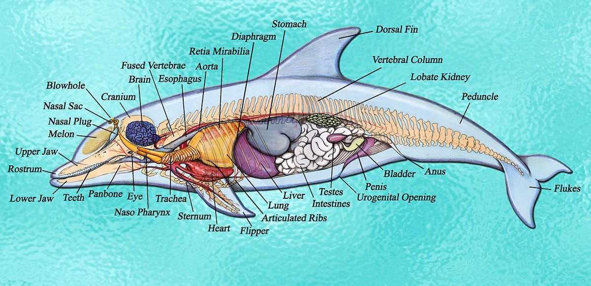 parts of a dolphin diagram