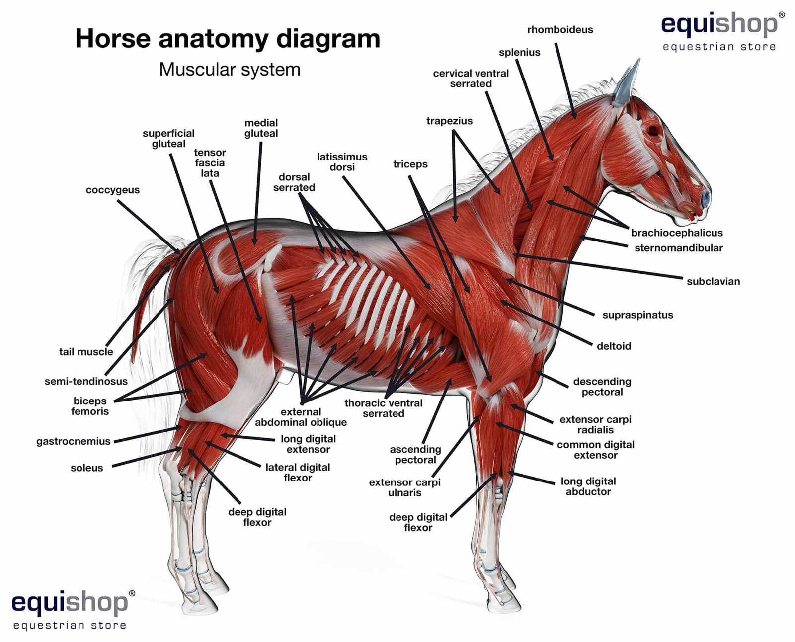 horse body parts diagram